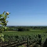 Traumblick Rebenmeer Gleisweiler
