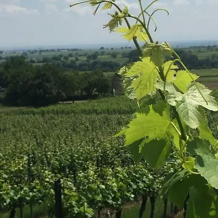 Traumblick Rebenmeer