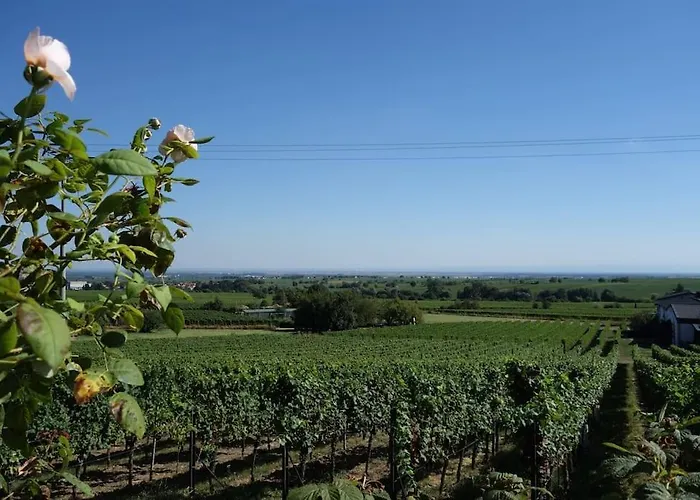 Traumblick Rebenmeer Gleisweiler