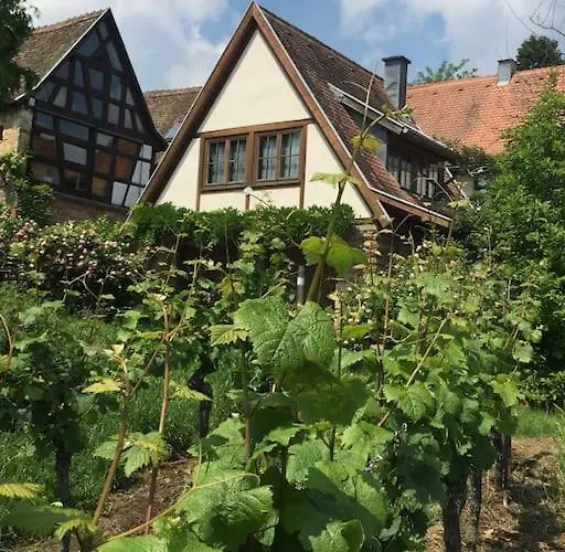 Traumblick Rebenmeer Gleisweiler