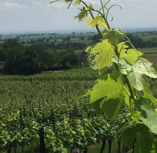 Traumblick Rebenmeer